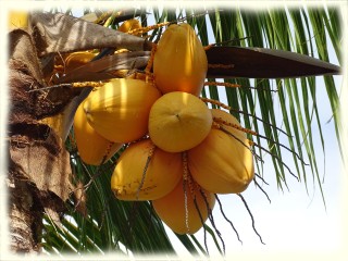 Kuba, kokosy